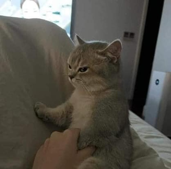 Tuyển Chọn 69+ Meme Mèo Lườm Hài Hước Với Ánh Mắt Sắc Lẹm meme mèo lườm mặt bực