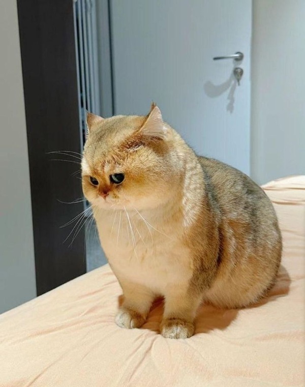 Tuyển Chọn 69+ Meme Mèo Lườm Hài Hước Với Ánh Mắt Sắc Lẹm meme mèo lườm nhìn xéo