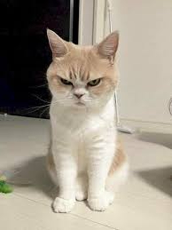 Tuyển Chọn 69+ Meme Mèo Lườm Hài Hước Với Ánh Mắt Sắc Lẹm meme mèo lườm mặt hờ hững