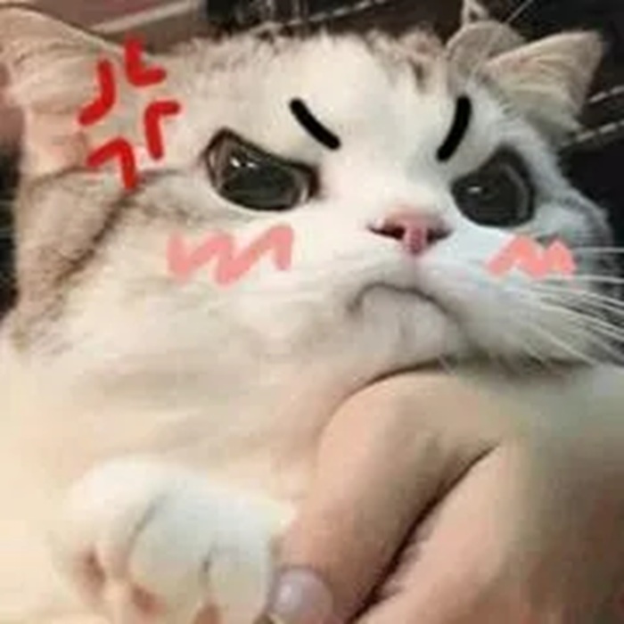 Tuyển Chọn 69+ Meme Mèo Lườm Hài Hước Với Ánh Mắt Sắc Lẹm meme mèo lườm nhìn người đối diện