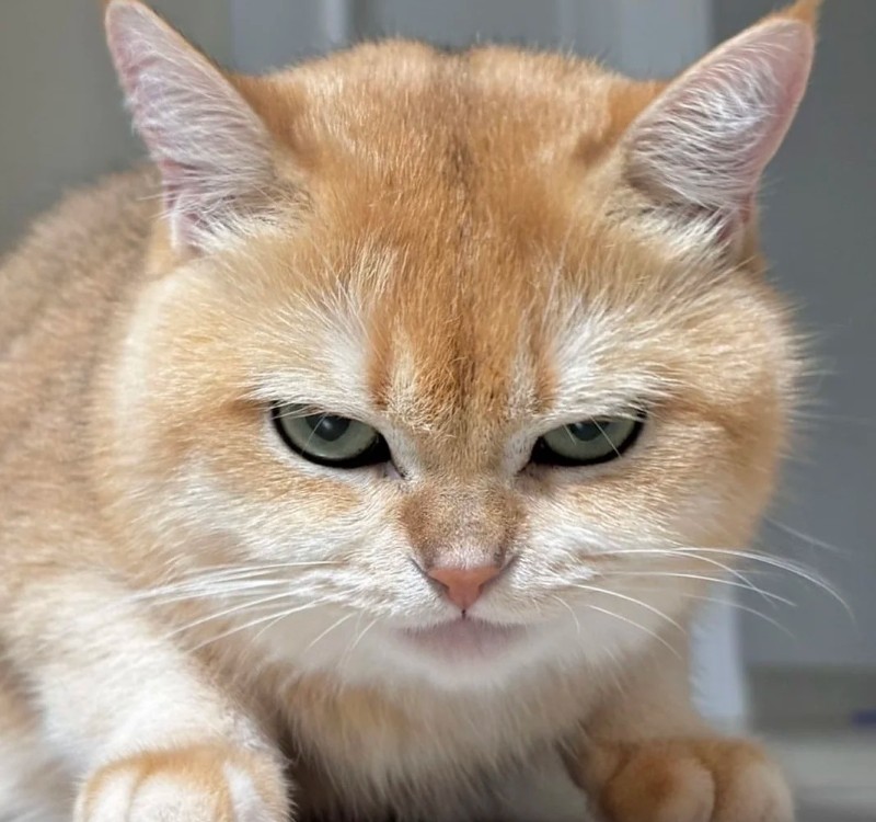 Tuyển Chọn 69+ Meme Mèo Lườm Hài Hước Với Ánh Mắt Sắc Lẹm meme mèo lườm ánh nhìn nghiêm trọng