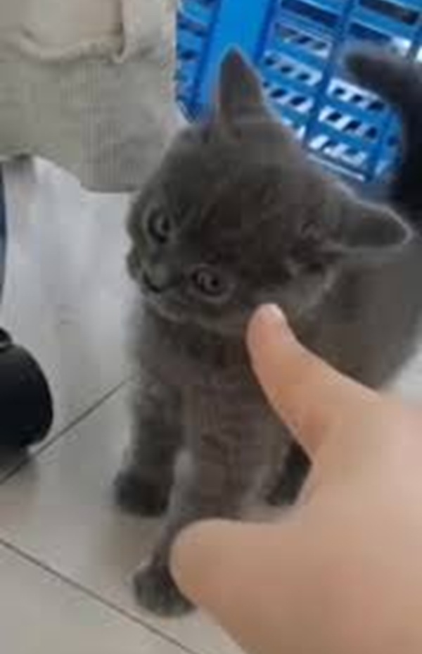 Tuyển Chọn 69+ Meme Mèo Lườm Hài Hước Với Ánh Mắt Sắc Lẹm meme mèo lườm mặt lạnh nhìn xéo