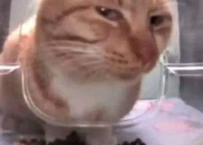 Tuyển Chọn 69+ Meme Mèo Lườm Hài Hước Với Ánh Mắt Sắc Lẹm meme mèo lườm biểu cảm khó chịu hài