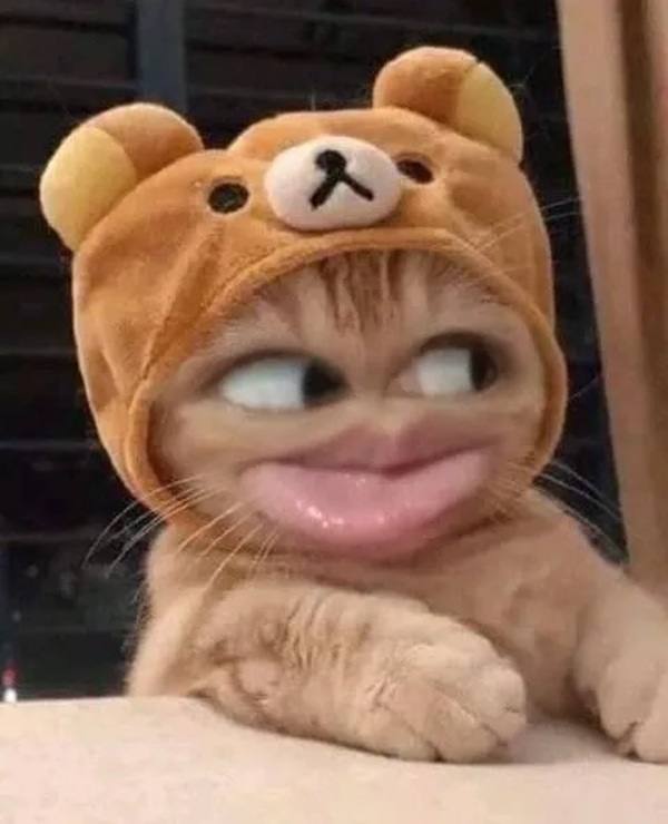 Tuyển Chọn 69+ Meme Mèo Lườm Hài Hước Với Ánh Mắt Sắc Lẹm meme mèo lườm nhìn xéo đáng yêu