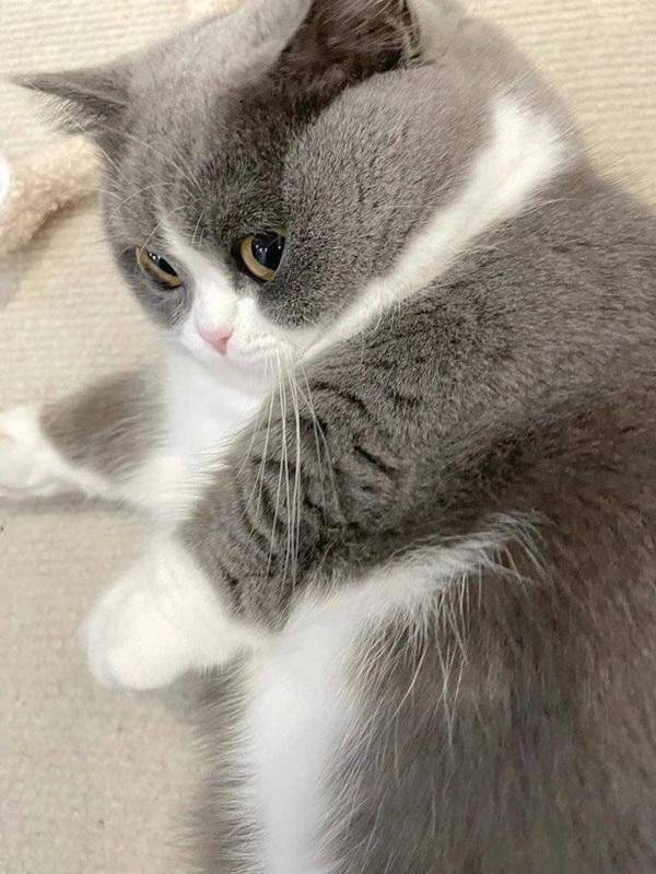 Tuyển Chọn 69+ Meme Mèo Lườm Hài Hước Với Ánh Mắt Sắc Lẹm meme mèo lườm vô tri