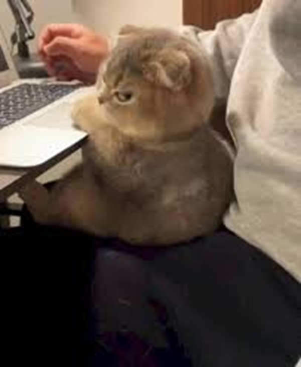 Tuyển Chọn 69+ Meme Mèo Lườm Hài Hước Với Ánh Mắt Sắc Lẹm meme mèo lườm bực bội