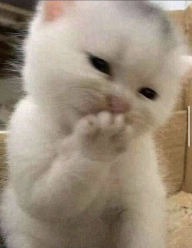 Top 49+ Ảnh Meme Mèo Ngại, Đỏ Mặt Dễ Thương Siêu Hót meme mèo ngại che miệng đáng yêu
