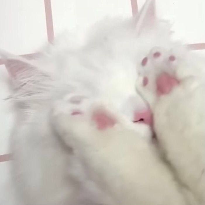 Top 49+ Ảnh Meme Mèo Ngại, Đỏ Mặt Dễ Thương Siêu Hót meme mèo ngại kiểu dễ thương