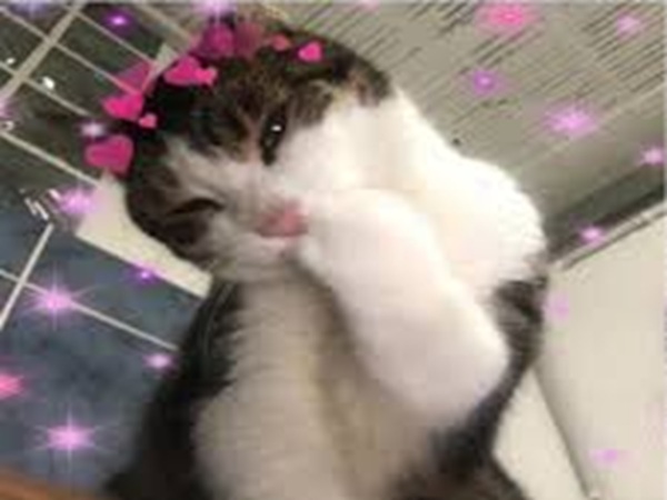 Top 49+ Ảnh Meme Mèo Ngại, Đỏ Mặt Dễ Thương Siêu Hót meme mèo ngại cute dùng làm comment