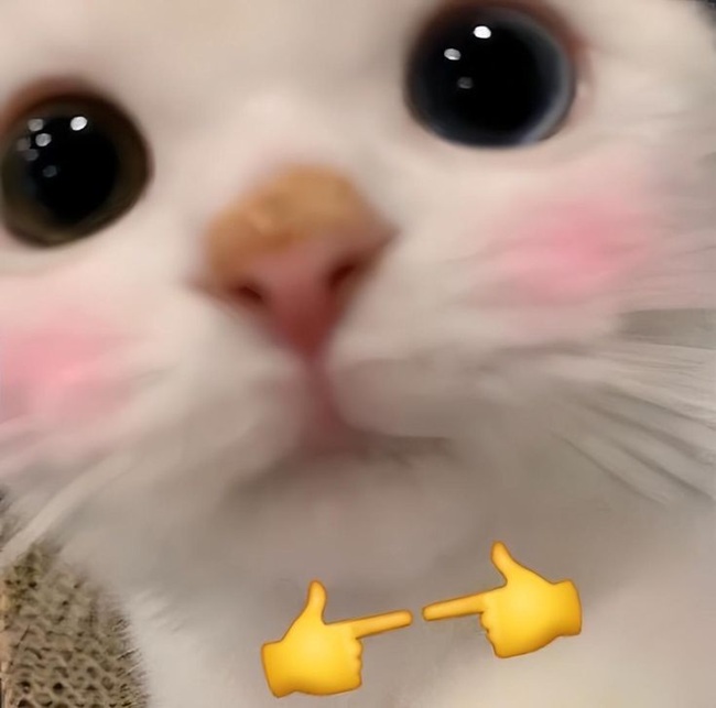 Top 49+ Ảnh Meme Mèo Ngại, Đỏ Mặt Dễ Thương Siêu Hót meme mèo ngại phong cách meme cute