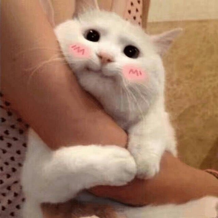 Top 49+ Ảnh Meme Mèo Ngại, Đỏ Mặt Dễ Thương Siêu Hót meme mèo ngại dùng làm ảnh reaction