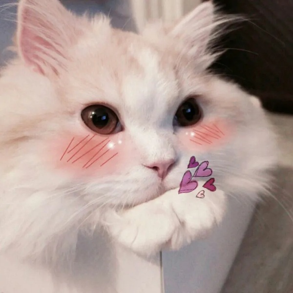 Top 49+ Ảnh Meme Mèo Ngại, Đỏ Mặt Dễ Thương Siêu Hót meme mèo ngại đáng yêu nhìn là thích