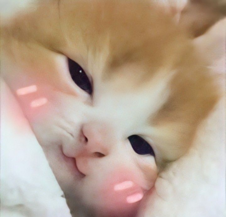 Top 49+ Ảnh Meme Mèo Ngại, Đỏ Mặt Dễ Thương Siêu Hót meme mèo ngại ngùng dễ thương