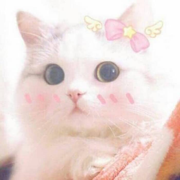 Top 49+ Ảnh Meme Mèo Ngại, Đỏ Mặt Dễ Thương Siêu Hót meme mèo ngại đáng yêu nhìn là thích