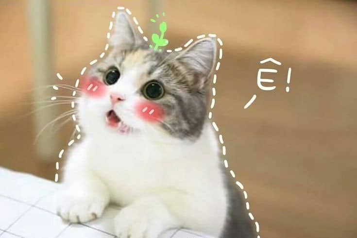 Top 49+ Ảnh Meme Mèo Ngại, Đỏ Mặt Dễ Thương Siêu Hót meme mèo ngại dùng làm ảnh reaction cute