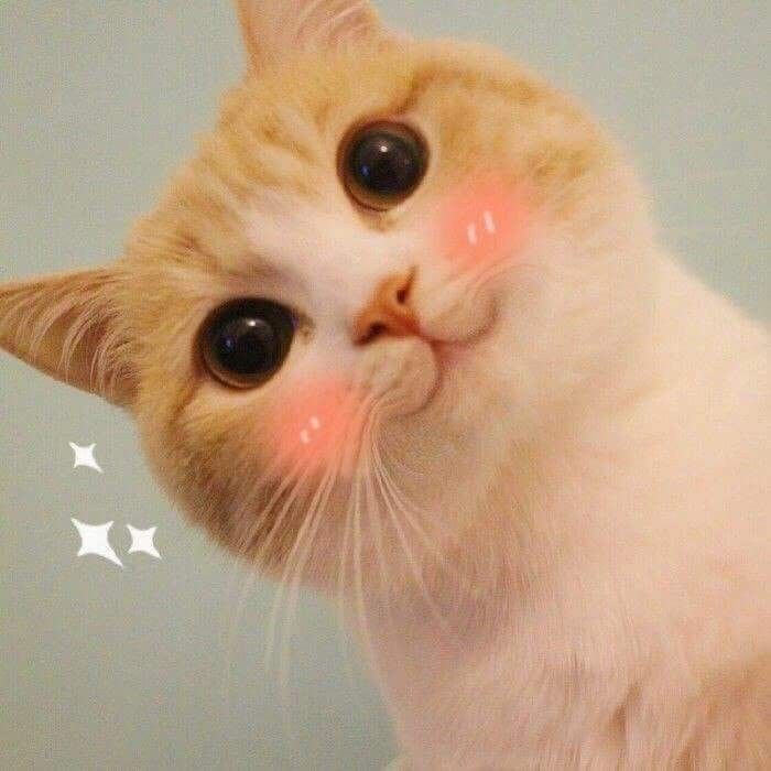Top 49+ Ảnh Meme Mèo Ngại, Đỏ Mặt Dễ Thương Siêu Hót meme mèo ngại ngùng nhìn rất cute