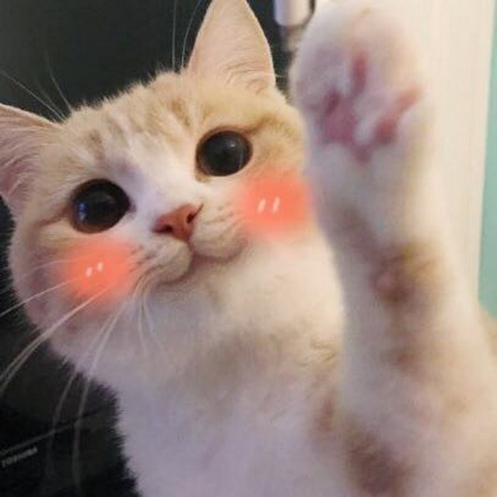 Top 49+ Ảnh Meme Mèo Ngại, Đỏ Mặt Dễ Thương Siêu Hót meme mèo ngại biểu cảm dễ thương