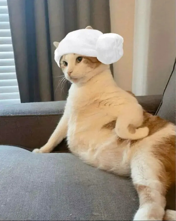 Top 59+ Ảnh Meme Mèo Nghi Ngờ Phán Xét Biểu Cảm Ánh Mắt Bá Đạo meme mèo nghi ngờ khi nghe chuyện lạ