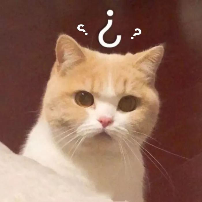 Top 59+ Ảnh Meme Mèo Nghi Ngờ Phán Xét Biểu Cảm Ánh Mắt Bá Đạo meme mèo nghi ngờ nhìn rất nghiêm túc