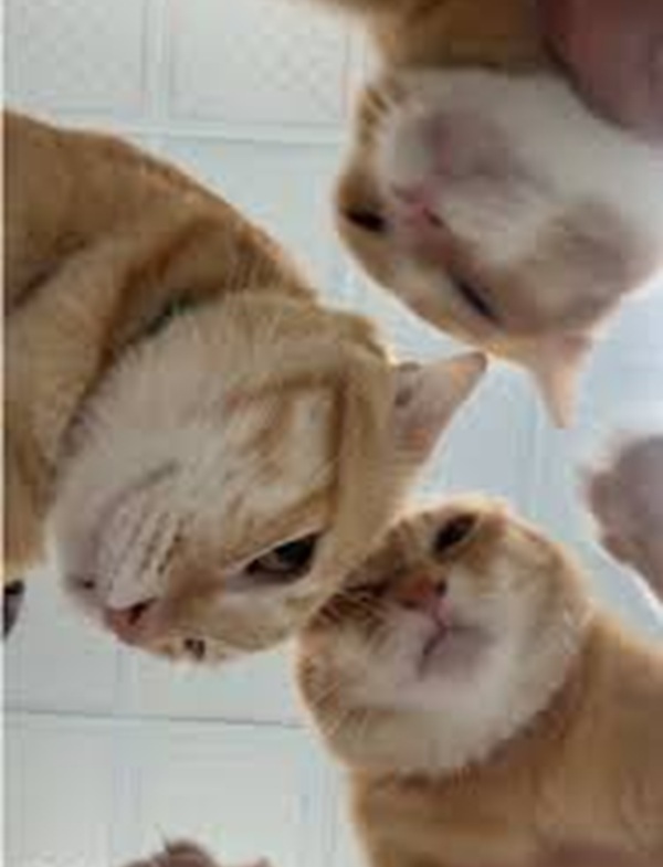 Top 59+ Ảnh Meme Mèo Nghi Ngờ Phán Xét Biểu Cảm Ánh Mắt Bá Đạo meme mèo nghi ngờ ánh mắt dò hỏi