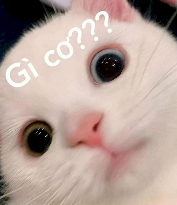 Top 59+ Ảnh Meme Mèo Nghi Ngờ Phán Xét Biểu Cảm Ánh Mắt Bá Đạo meme mèo nghi ngờ kiểu không tin lắm