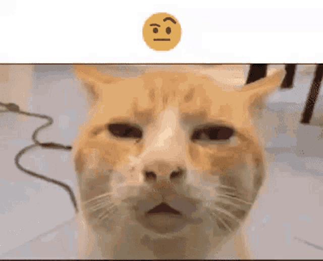 Top 59+ Ảnh Meme Mèo Nghi Ngờ Phán Xét Biểu Cảm Ánh Mắt Bá Đạo meme mèo nghi ngờ nhìn rất hài