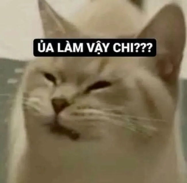 Top 59+ Ảnh Meme Mèo Nghi Ngờ Phán Xét Biểu Cảm Ánh Mắt Bá Đạo meme mèo nghi ngờ biểu cảm ngơ ngác