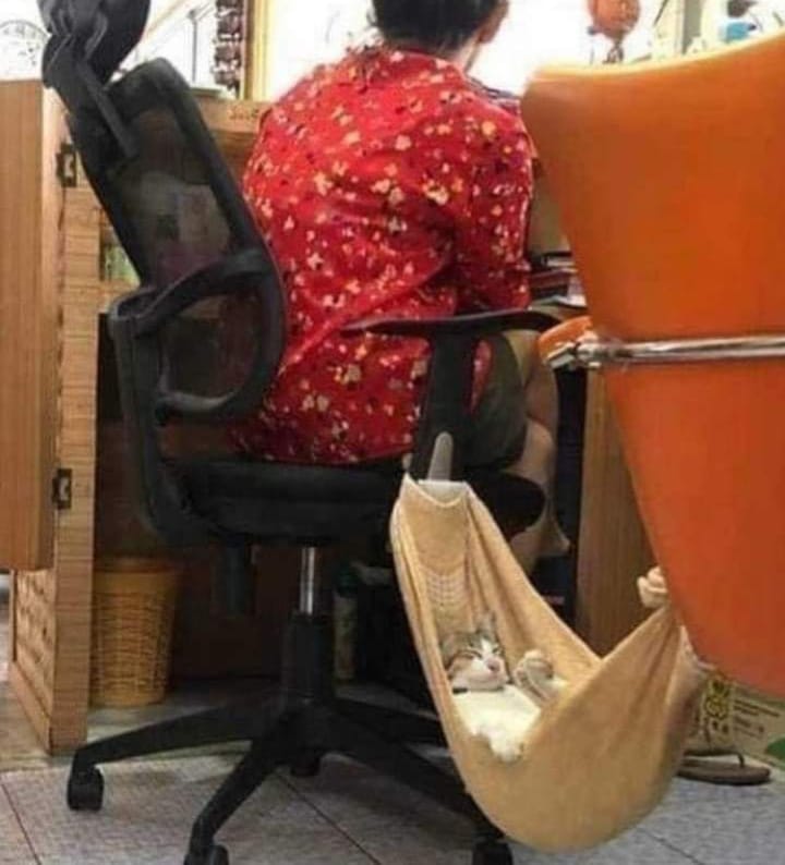 Top 49+ Ảnh Meme Mèo Ngủ Siêu Dễ Thương Và Hài Hước meme mèo ngủ nằm võng rất chill