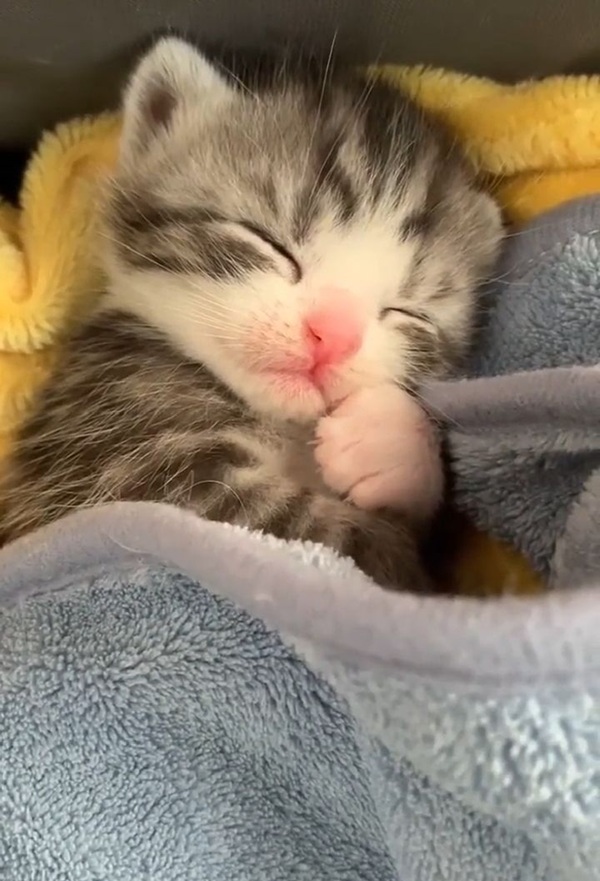 Top 49+ Ảnh Meme Mèo Ngủ Siêu Dễ Thương Và Hài Hước meme mèo ngủ cute hợp làm avatar