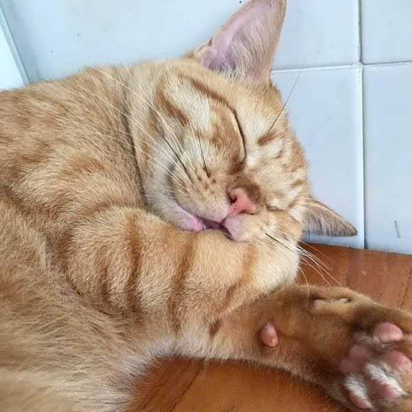 Top 49+ Ảnh Meme Mèo Ngủ Siêu Dễ Thương Và Hài Hước meme mèo ngủ không quan tâm sự đời