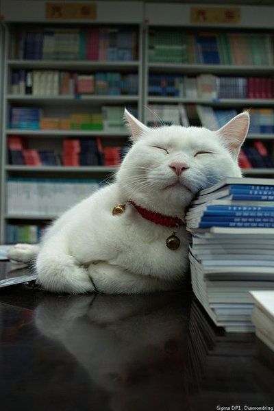 Top 49+ Ảnh Meme Mèo Ngủ Siêu Dễ Thương Và Hài Hước meme mèo ngủ say quên deadline