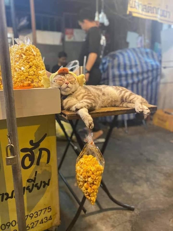 Top 49+ Ảnh Meme Mèo Ngủ Siêu Dễ Thương Và Hài Hước meme mèo ngủ cute khiến ai cũng thích