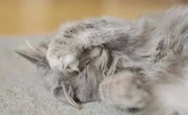 Top 39+ Meme Mèo Ôm Đầu Hoảng Hốt & Bất Lực Siêu Hót Meme mèo ôm đầu lúc stress công việc