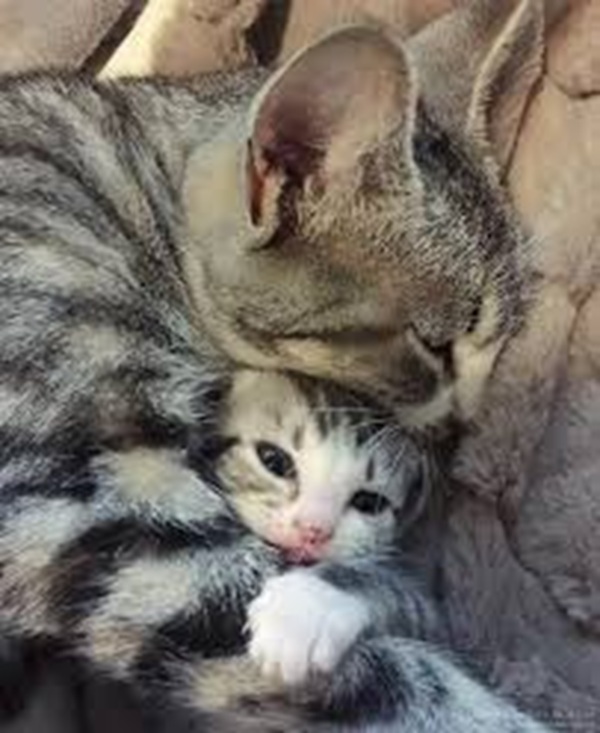 Top 39+ Meme Mèo Ôm Đầu Hoảng Hốt & Bất Lực Siêu Hót Ảnh mèo ôm đầu meme nhìn là thấy mệt