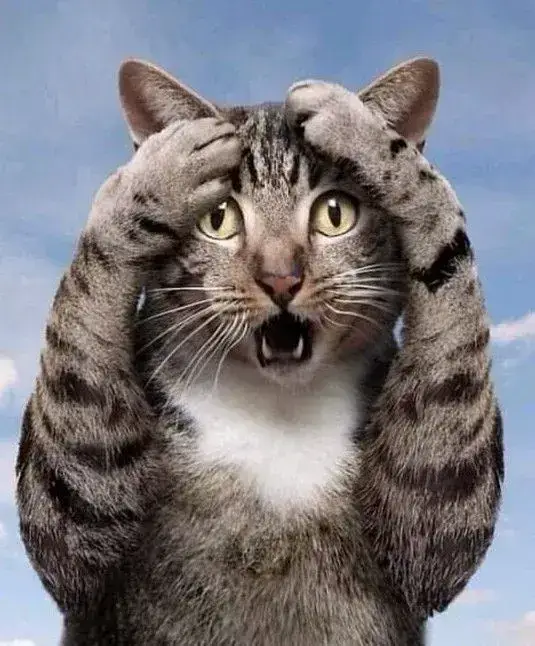 Top 39+ Meme Mèo Ôm Đầu Hoảng Hốt & Bất Lực Siêu Hót Meme mèo ôm đầu hoang mang nhìn đời vô định