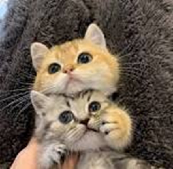 Top 39+ Meme Mèo Ôm Đầu Hoảng Hốt & Bất Lực Siêu Hót meme mèo ôm đầu reaction