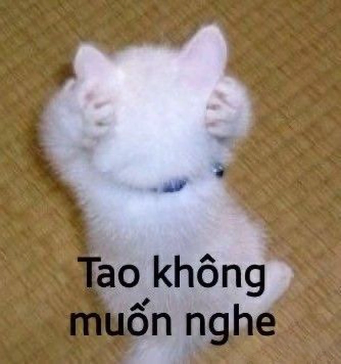 Top 39+ Meme Mèo Ôm Đầu Hoảng Hốt & Bất Lực Siêu Hót meme mèo ôm đầu cạn lời