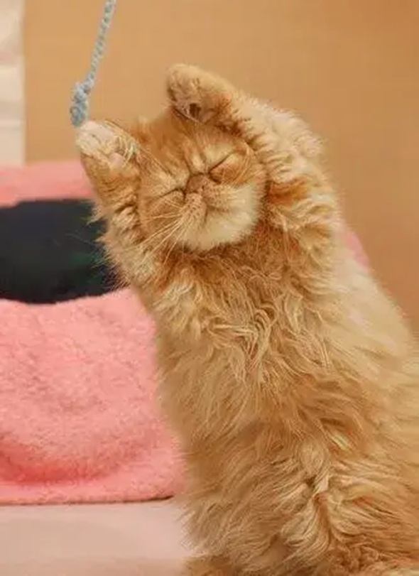 Top 39+ Meme Mèo Ôm Đầu Hoảng Hốt & Bất Lực Siêu Hót Meme mèo ôm đầu nhìn rất vô tri