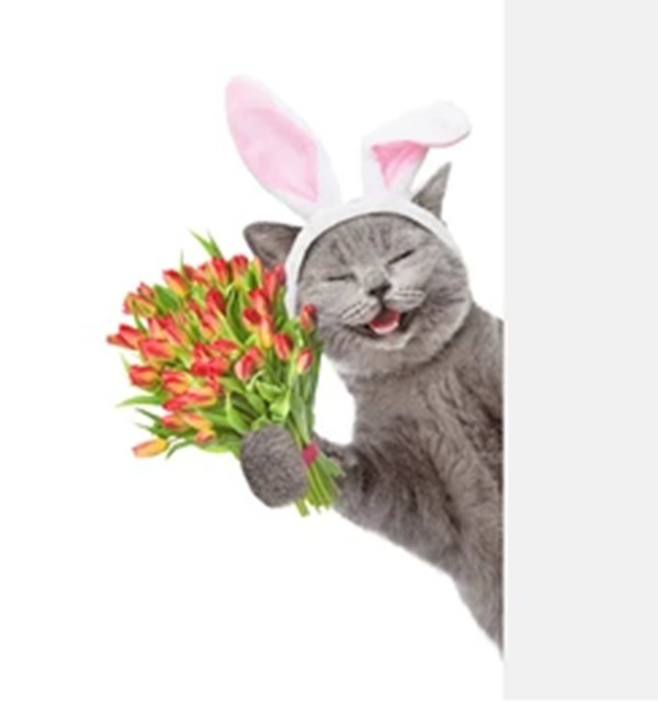 Bộ Sưu Tập 99+ Meme Mèo Tặng Hoa Cute, Đáng Yêu cho Mọi Dịp Meme mèo cầm hoa dùng làm meme thả thính