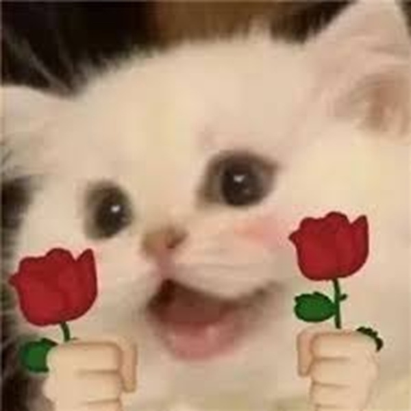 Tuyển Chọn 6+ Kiểu Tóc Của Jun Phạm Ấn Tượng và Được Yêu Thích Meme mèo tặng hoa cho những lúc ngại nói