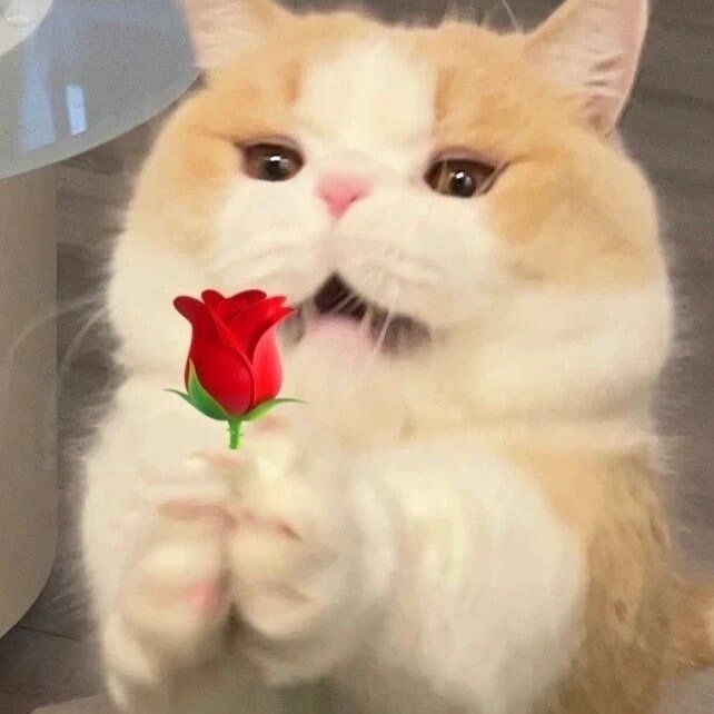 Bộ Sưu Tập 99+ Meme Mèo Tặng Hoa Cute, Đáng Yêu cho Mọi Dịp Meme mèo cầm hoa thay lời xin lỗi