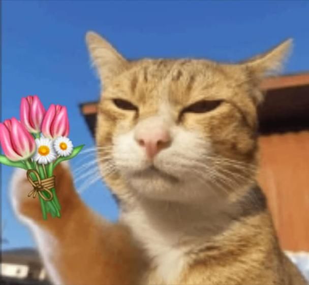 Bộ Sưu Tập 99+ Meme Mèo Tặng Hoa Cute, Đáng Yêu cho Mọi Dịp Meme mèo tặng hoa dùng làm reaction cute
