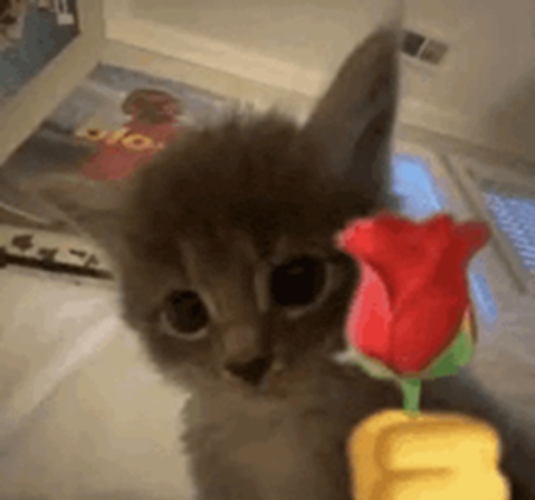 Bộ Sưu Tập 99+ Meme Mèo Tặng Hoa Cute, Đáng Yêu cho Mọi Dịp Meme mèo tặng hoa lãng mạn hài hước