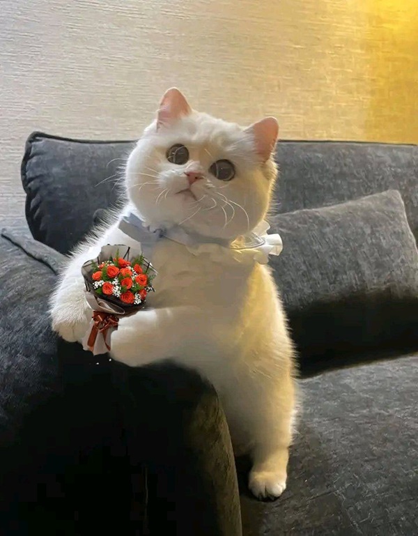 Meme mèo cầm hoa nhìn là muốn share