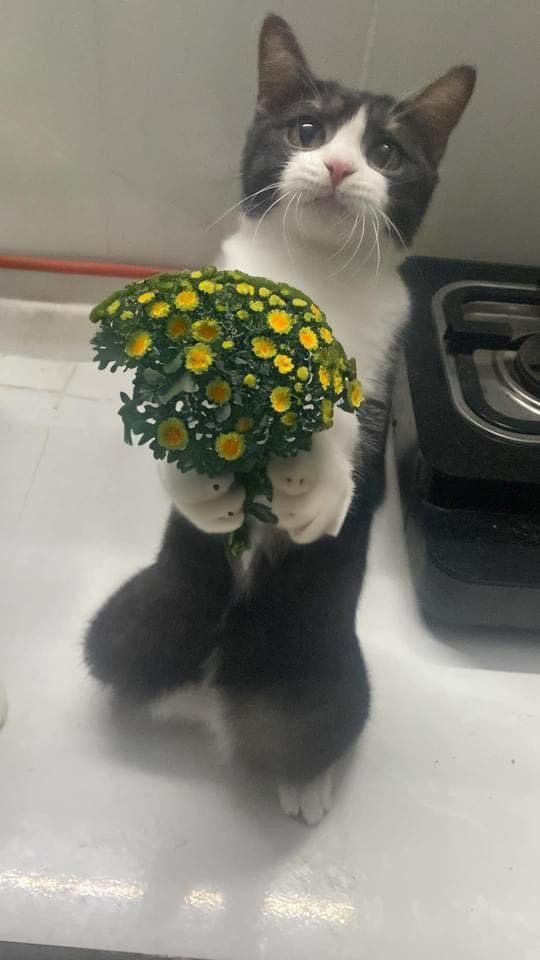 Bộ Sưu Tập 99+ Meme Mèo Tặng Hoa Cute, Đáng Yêu cho Mọi Dịp Meme mèo tặng hoa hài hước