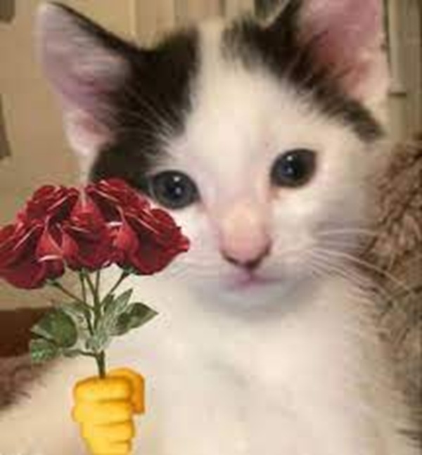 Bộ Sưu Tập 99+ Meme Mèo Tặng Hoa Cute, Đáng Yêu cho Mọi Dịp Meme mèo tặng hoa cho crush