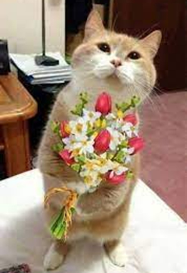Bộ Sưu Tập 99+ Meme Mèo Tặng Hoa Cute, Đáng Yêu cho Mọi Dịp Meme mèo tặng hoa phong cách dễ thương