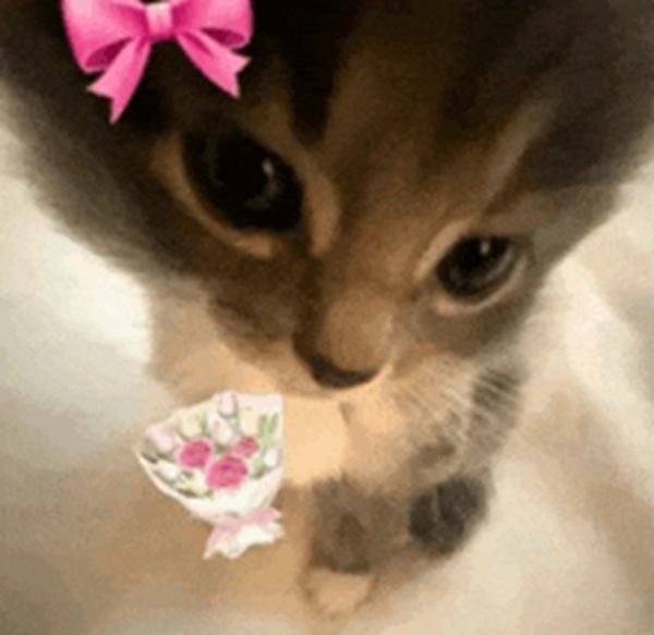 Bộ Sưu Tập 99+ Meme Mèo Tặng Hoa Cute, Đáng Yêu cho Mọi Dịp Meme mèo tặng hoa lãng mạn hài hước