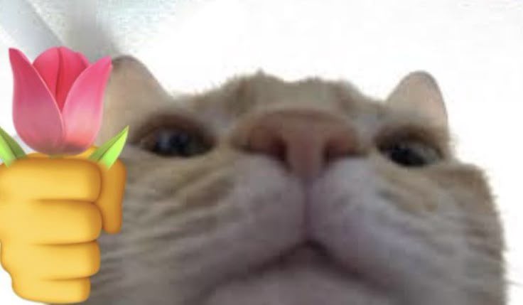 Bộ Sưu Tập 99+ Meme Mèo Tặng Hoa Cute, Đáng Yêu cho Mọi Dịp Meme mèo tặng hoa dễ thương vô tri