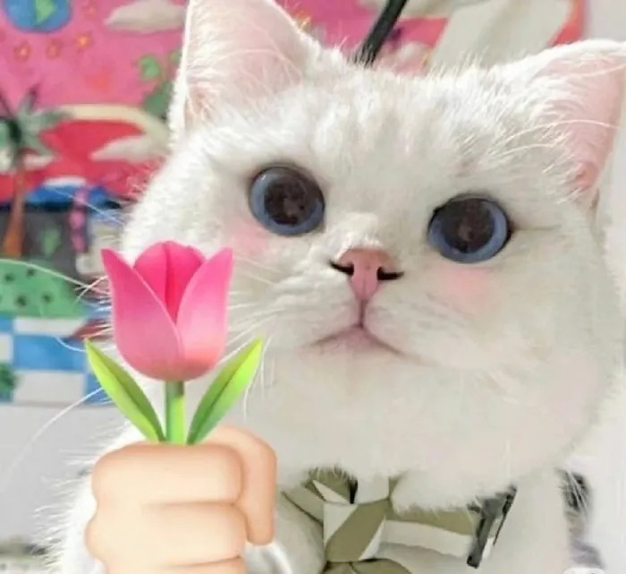 Bộ Sưu Tập 99+ Meme Mèo Tặng Hoa Cute, Đáng Yêu cho Mọi Dịp Meme mèo tặng hoa phong cách dễ thương